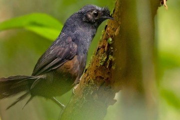 Les scientifiques ont aperçu l'oiseau "le plus rare du monde"